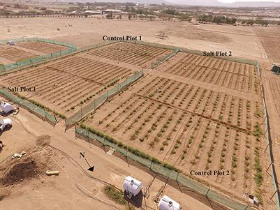Predicting Biomass and Yield in a Tomato Phenotyping Experiment Using UAV Imagery and Random Forest